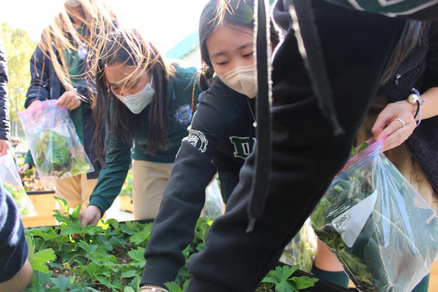 Fifth graders went harvesting to bring home fresh leafy greens.