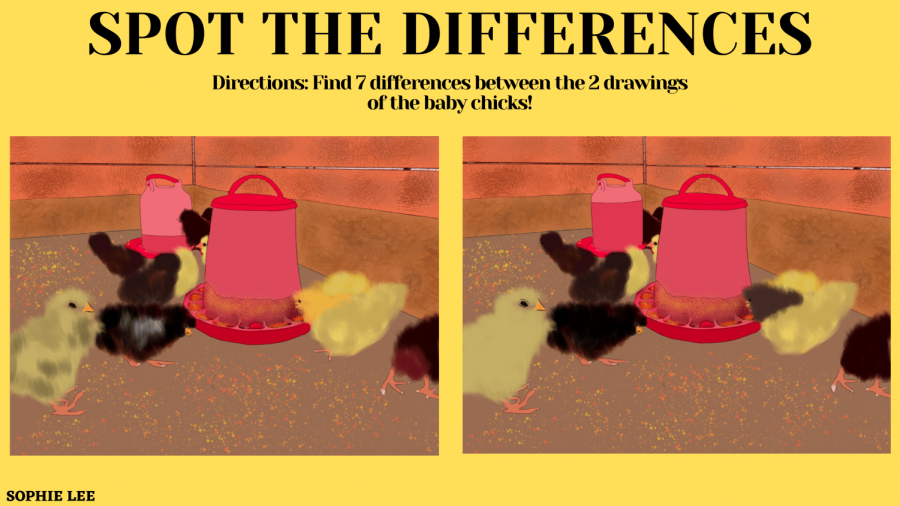 Spot the Differences: Baby Chicks