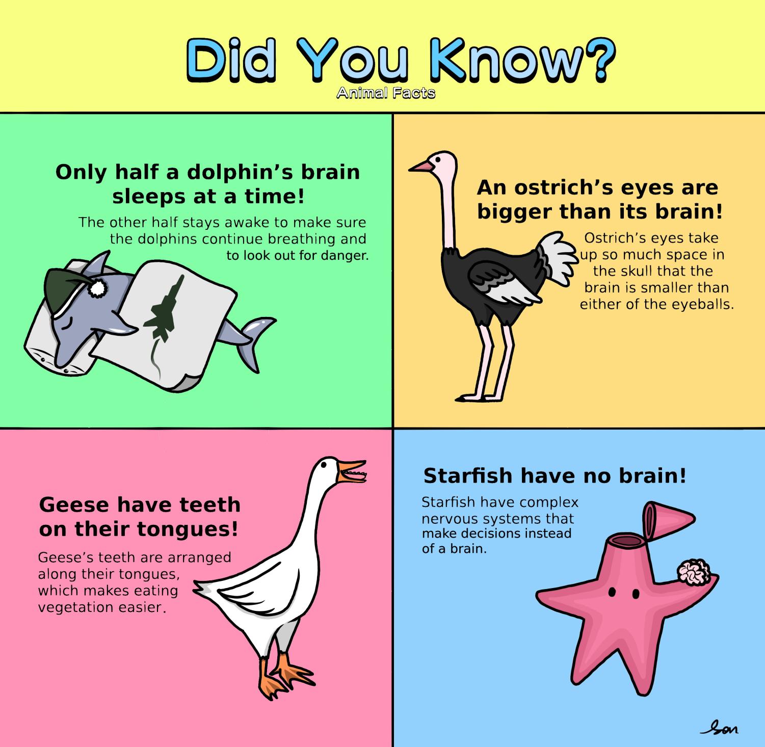 Did You Know? Animal Facts Edition – Jets Flyover