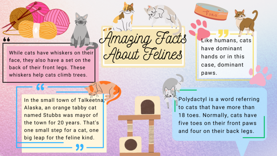 Amazing Facts About Felines