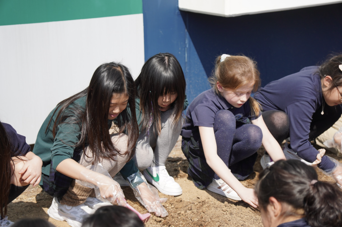 Third grade students use plastic hoes to soften the earth before creating holes. The potatoes need breathing room to sprout successfully. The hands-on experience adds to their learning. 