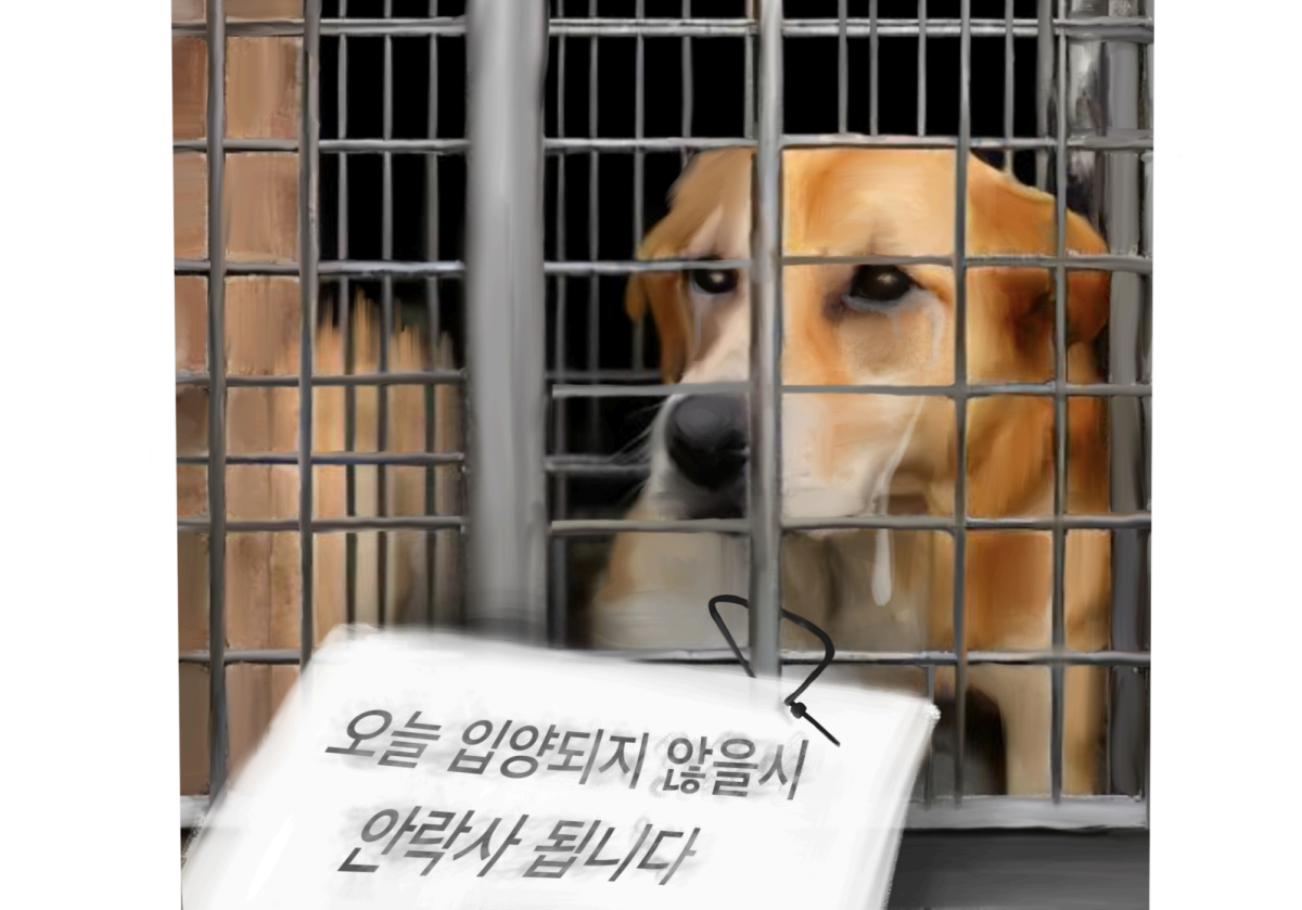 Impulsive adoption during COVID causes hundreds of abandonments in Korean streets and shelters. 