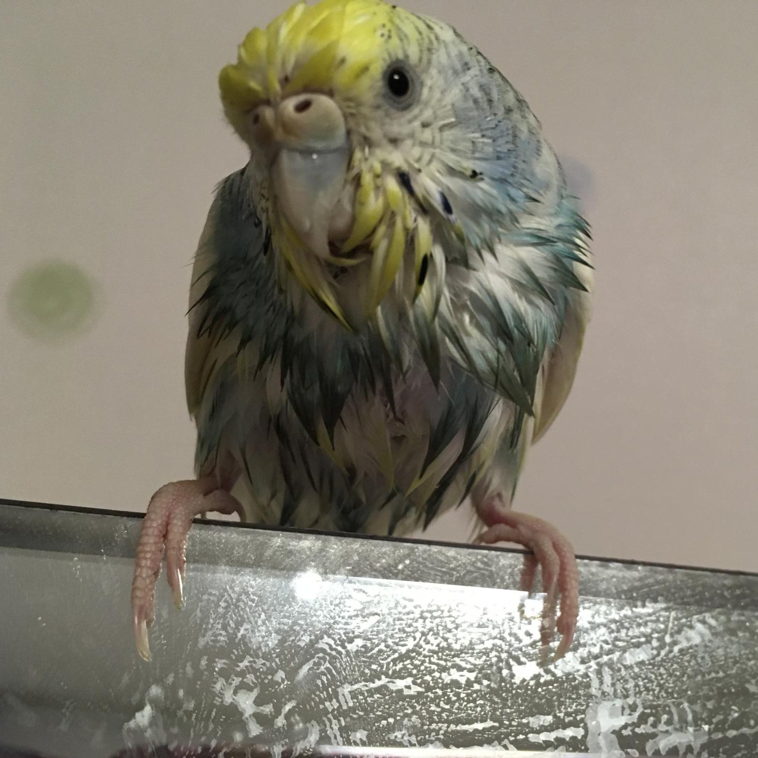 After an exciting bath, Bubble shivers on top of her favorite mirror. #WetRatMoment
