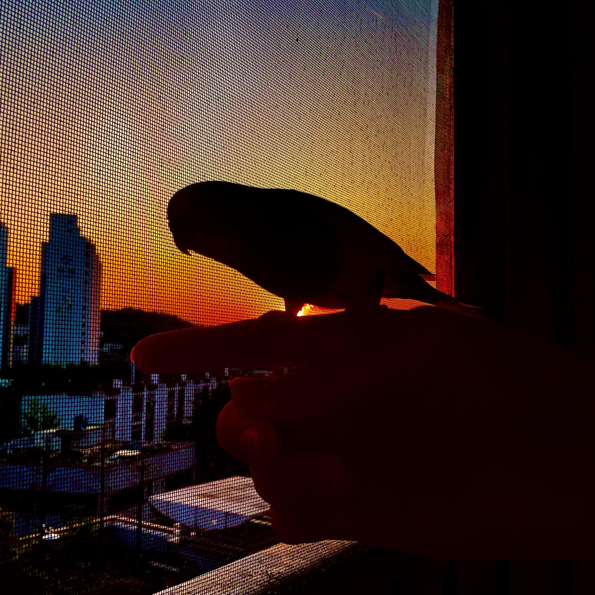 Bubble calmly admires the beautiful sunset from the window. Even her silhouette is perfect.
