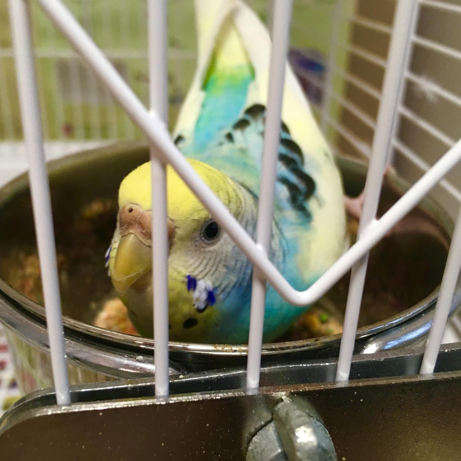 Bubble dives into her food bowl headfirst, unwilling to share any pellets with me.
