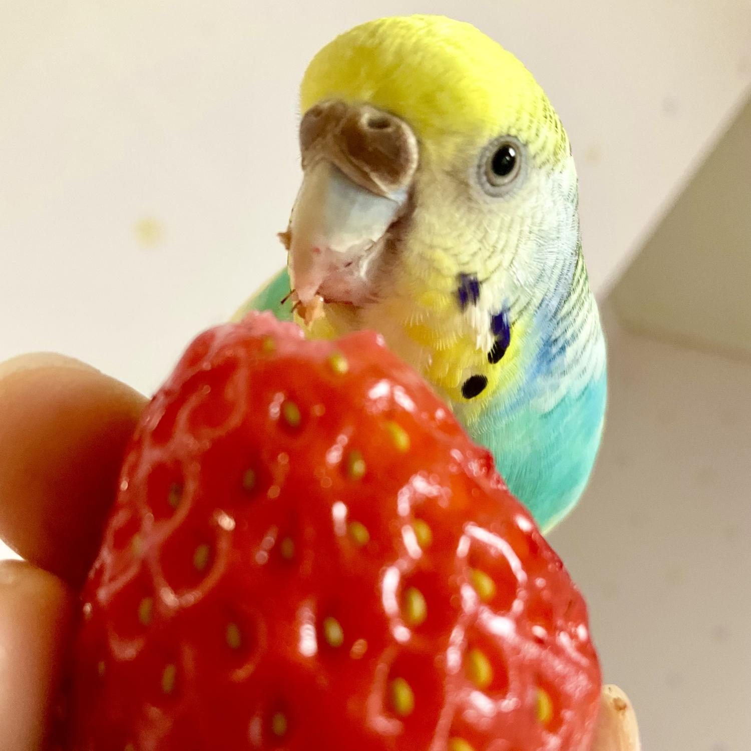 Bubble nibbles on her favorite fruit, unaware of the strawberry gut on her face. 