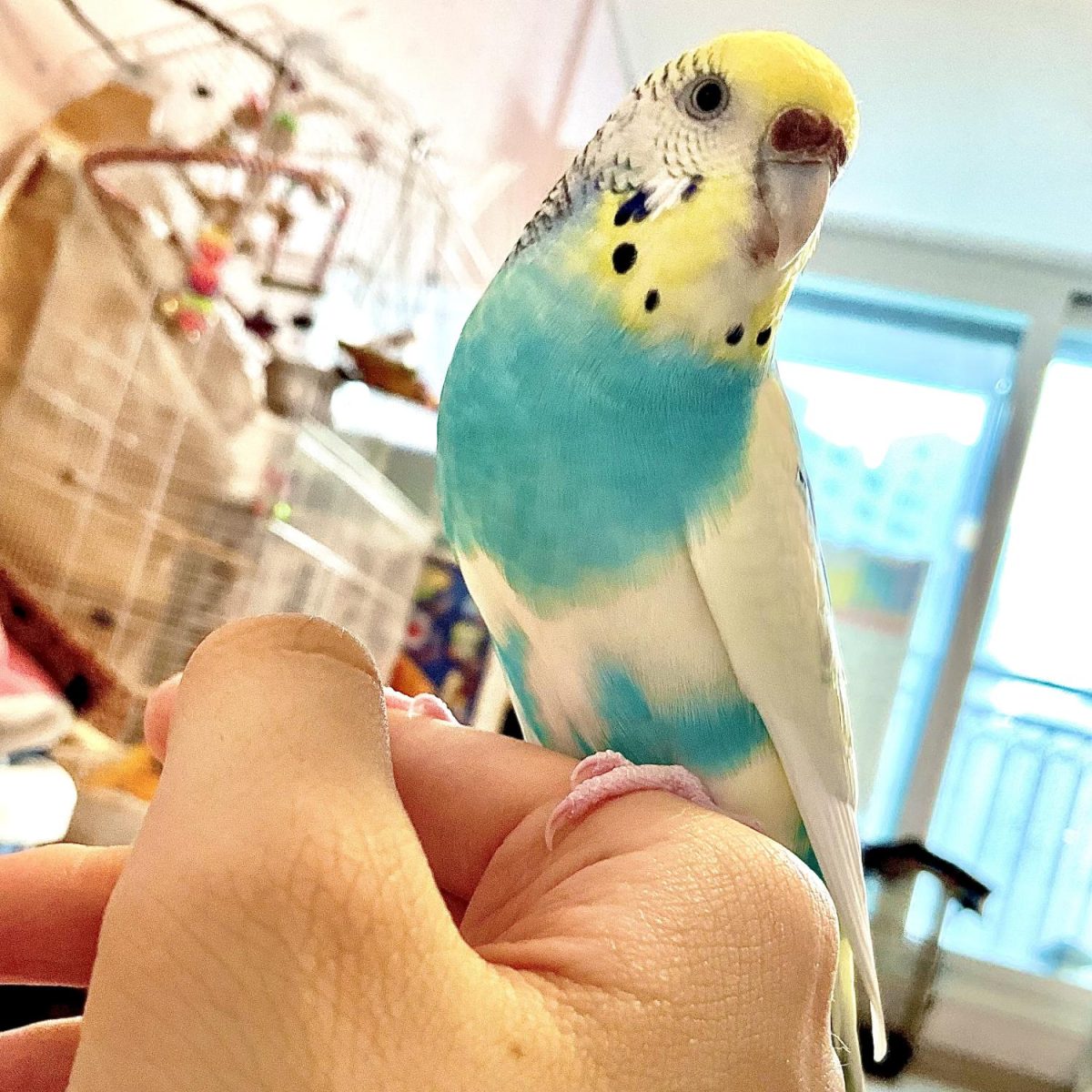 Bubble proudly puffs her chest out in front of her cage.