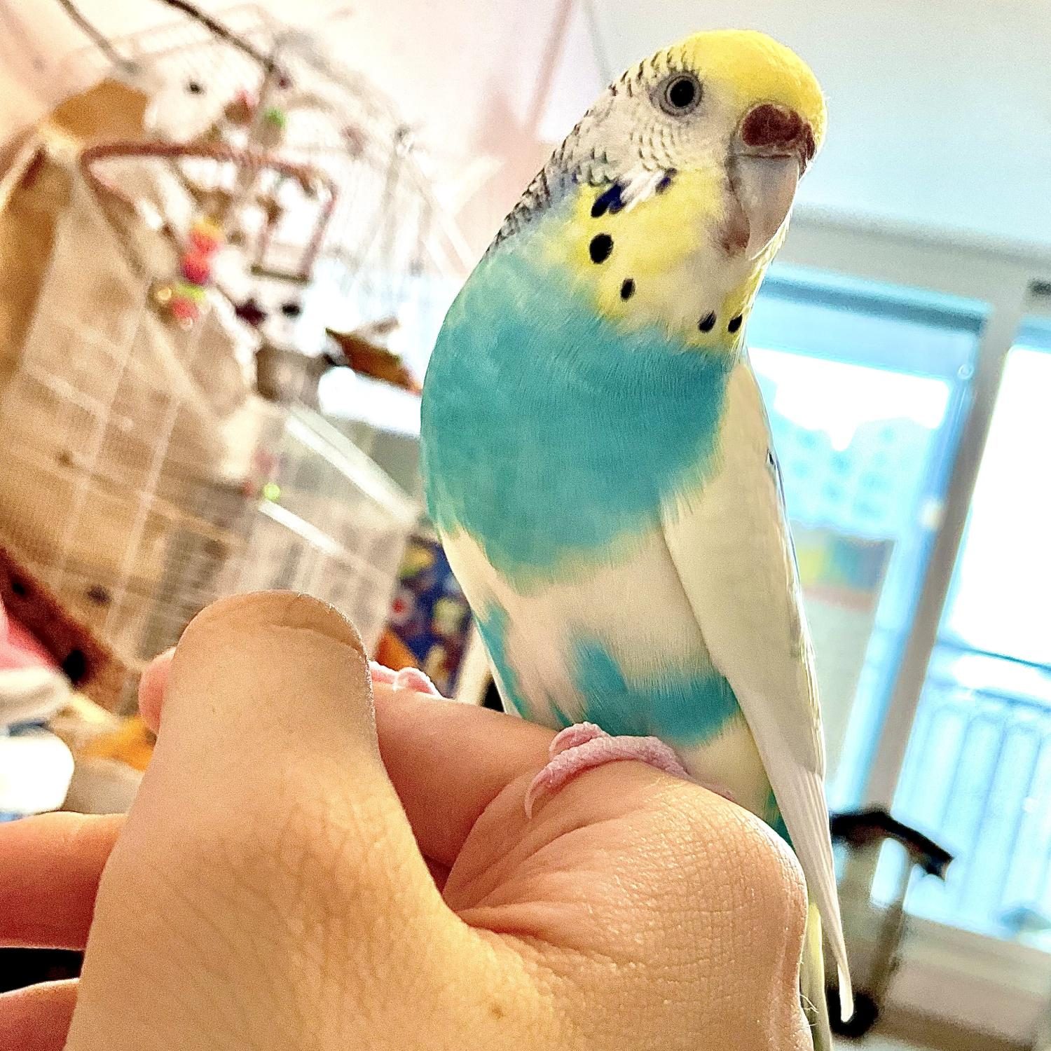 Bubble proudly puffs her chest out in front of her cage.