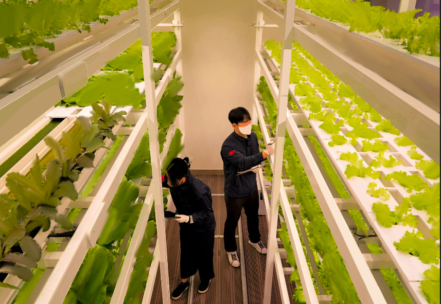 Two workers take care of the fresh, green plants in a vertical farm. The lettuce grows in tall stacks with the perfect amount of light and water. 