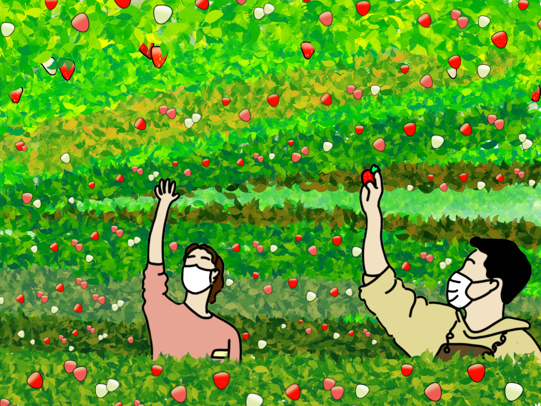 The two young farmers stretches out for juicy, ripe strawberries from their smart farm. The sweet smells of strawberries diffuse the air. AI systems sprays water with precision to help the berries grow.