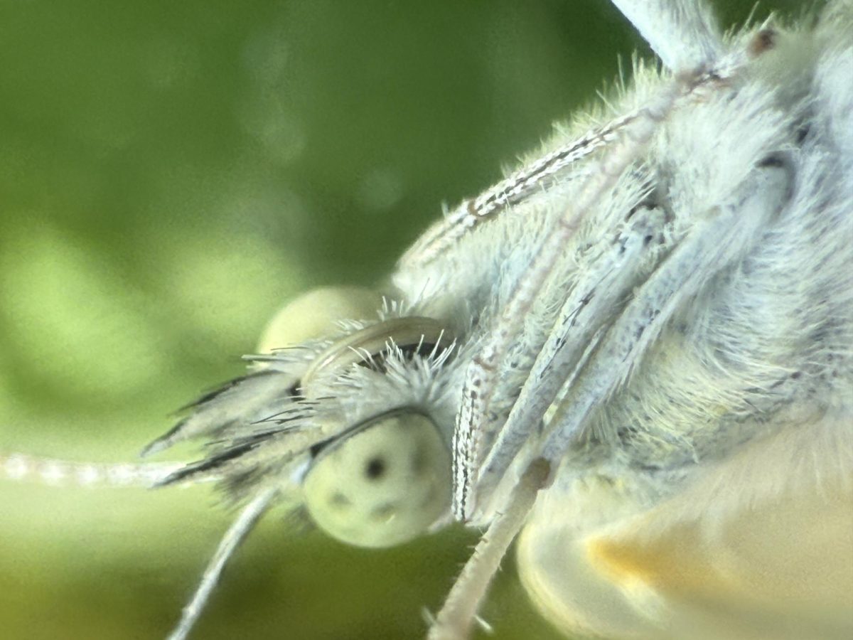 Freshly emerged from its cocoon, CJC Jr. pauses to dry its wings. Its delicate details showcase the intricate beauty of nature. Photo courtesy of Mr. Coleman.