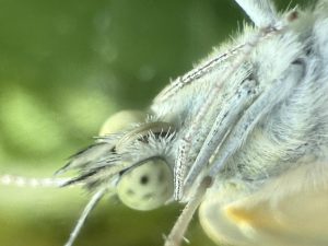 Freshly emerged from its cocoon, CJC Jr. pauses to dry its wings. Its delicate details showcase the intricate beauty of nature. Photo courtesy of Mr. Coleman.
