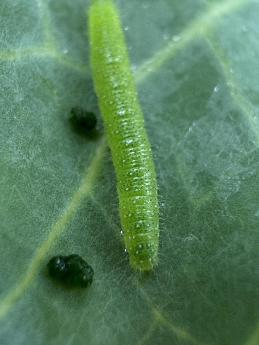The bright green caterpillar inches forward, ready to eat its next leaf. Each bite brings it closer to becoming a butterfly. Photo courtesy of Mr. Coleman_